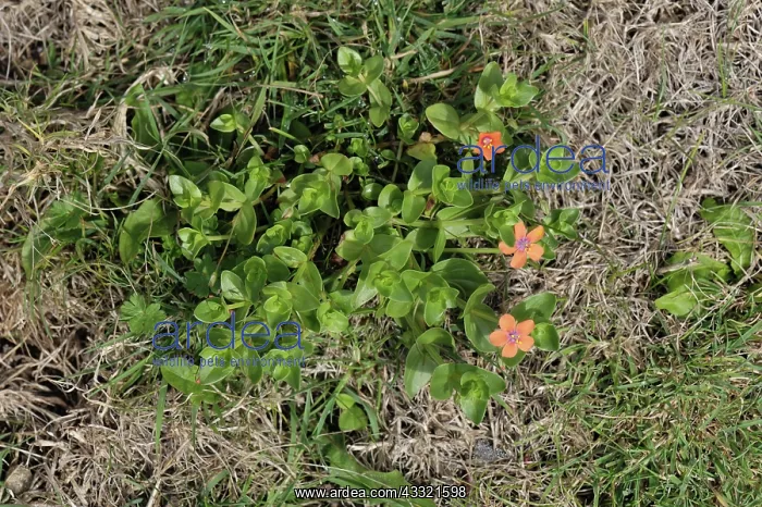: Scarlet pimpernel : Scarlet pimpernel