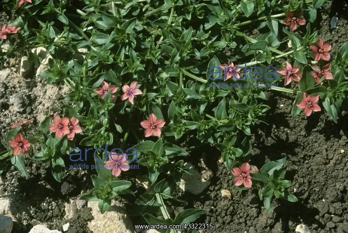 : Scarlet pimpernel : Scarlet pimpernel