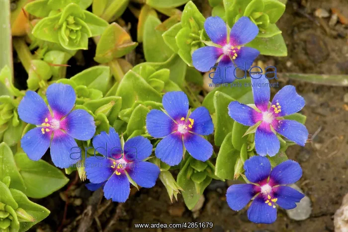 : Scarlet Pimpernel blue form : Scarlet Pimpernel blue form