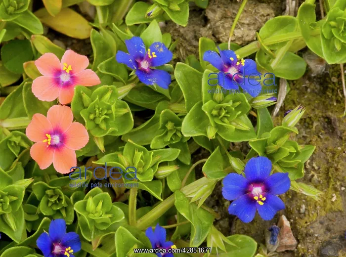 : Scarlet Pimpernel both blue form (Anagallis arvensis : Scarlet Pimpernel both blue form (Anagallis arvensis