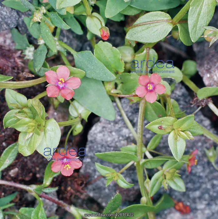 : Scarlet Pimpernel Flower : Scarlet Pimpernel Flower