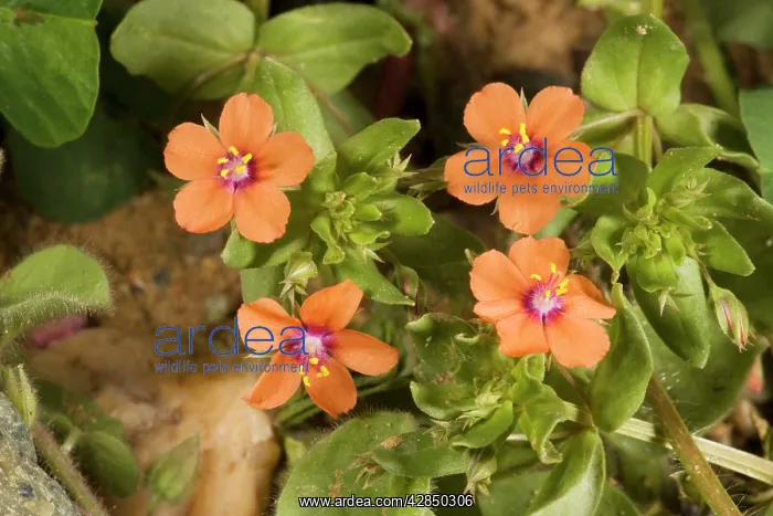  : Scarlet pimpernel - in flower
