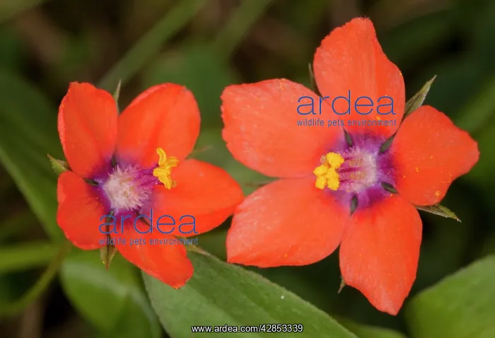 : Scarlet Pimpernel - flowers; used as weather forecaster : Scarlet Pimpernel - flowers; used as weather forecaster
