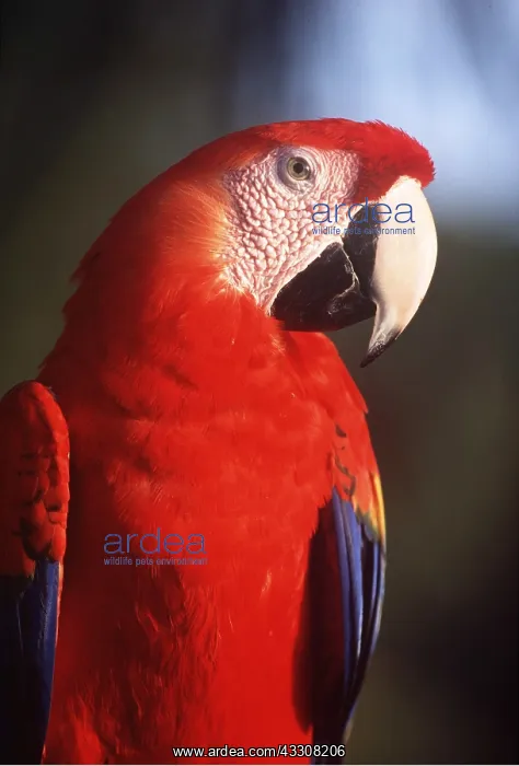 : Scarlet / Red & Yellow MACAW - Close-up : Scarlet / Red & Yellow MACAW - Close-up
