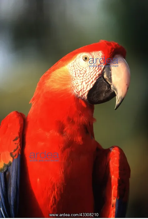 : Scarlet / Red & Yellow Macaw - close-up : Scarlet / Red & Yellow Macaw - close-up