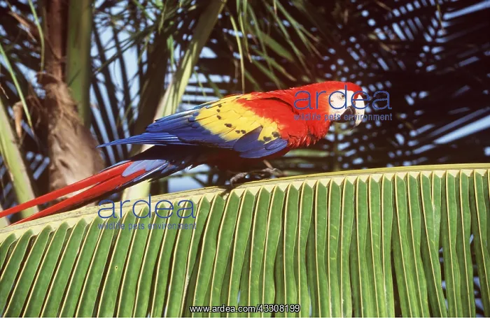 : Scarlet / Red & Yellow Macaw - on palm : Scarlet / Red & Yellow Macaw - on palm