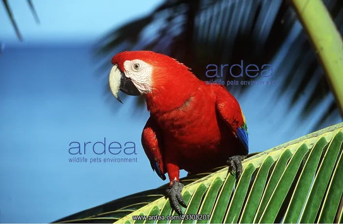 : Scarlet / Red & Yellow Macaw - on palm : Scarlet / Red & Yellow Macaw - on palm
