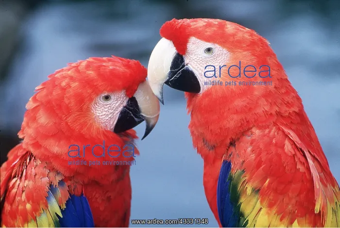 : Scarlet / Red & Yellow Macaw - x two, close-up of : Scarlet / Red & Yellow Macaw - x two, close-up of
