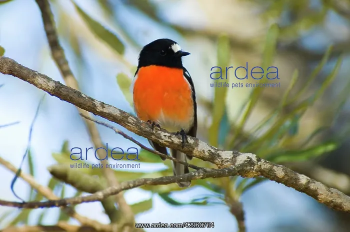  : Scarlet Robin - male