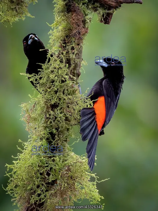 : Scarlet-rumped Tanager (Ramphocelus passerinii) : Scarlet-rumped Tanager (Ramphocelus passerinii)