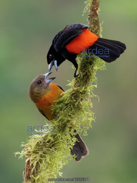 : Scarlet-rumped Tanager (Ramphocelus passerinii) : Scarlet-rumped Tanager (Ramphocelus passerinii)