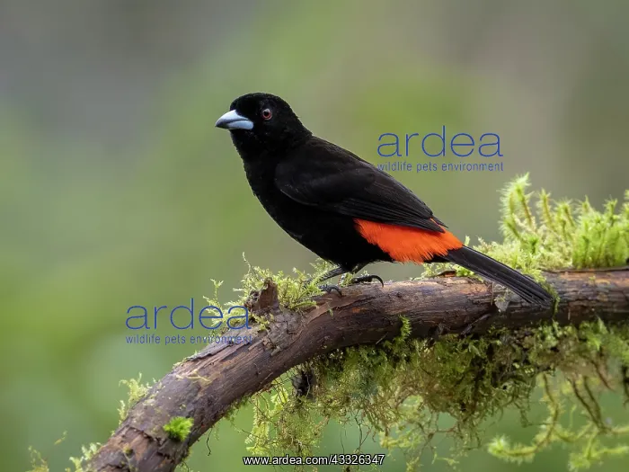 : Scarlet-rumped Tanager (Ramphocelus passerinii) : Scarlet-rumped Tanager (Ramphocelus passerinii)