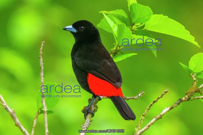 : The scarlet-rumped tanager (Ramphocelus passerinii) is a : The scarlet-rumped tanager (Ramphocelus passerinii) is a
