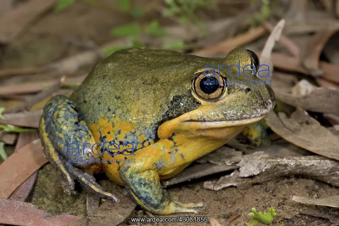 : Scarlet-sided Pobblebonk : Scarlet-sided Pobblebonk