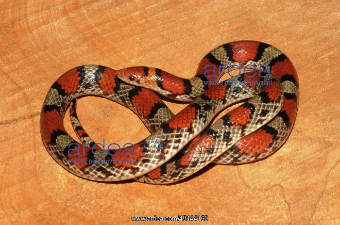 : Scarlet Snake (Cemophora coccinea) : Scarlet Snake (Cemophora coccinea)