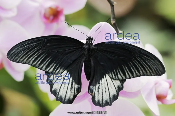 : Scarlet Swallowtail (Papilio rumanzovia), male on : Scarlet Swallowtail (Papilio rumanzovia), male on