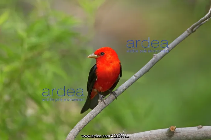 : Scarlet Tanager : Scarlet Tanager