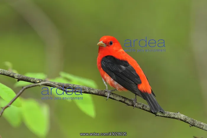 : Scarlet Tanager : Scarlet Tanager