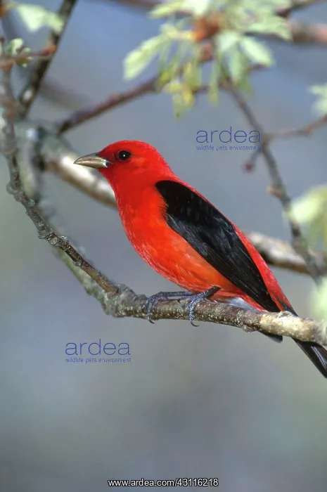 : Scarlet Tanager : Scarlet Tanager