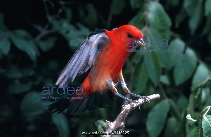 : Scarlet Tanager : Scarlet Tanager