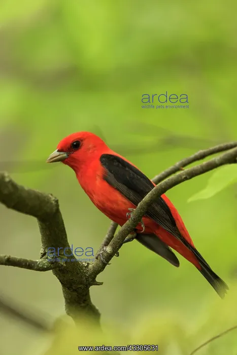 : Scarlet Tanager : Scarlet Tanager