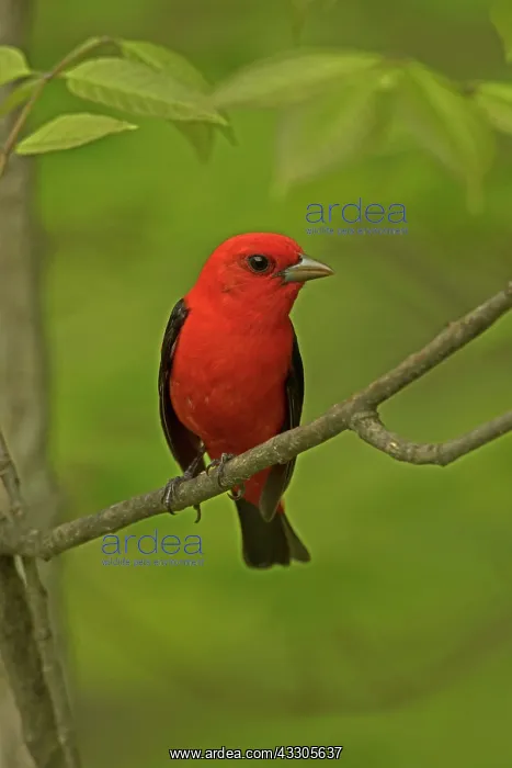 : Scarlet Tanager : Scarlet Tanager