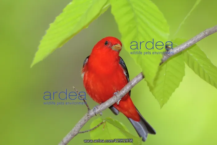 : Scarlet Tanager - adult male in breeding plumage : Scarlet Tanager - adult male in breeding plumage