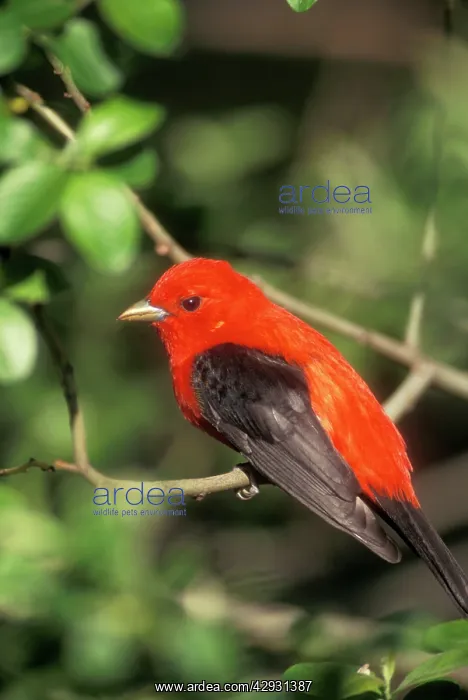 : Scarlet Tanager - Male : Scarlet Tanager - Male