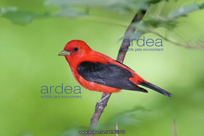 : Scarlet Tanager - male : Scarlet Tanager - male
