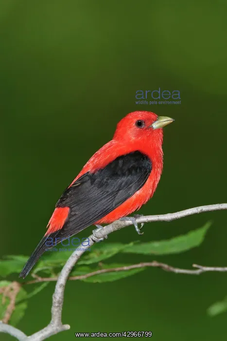 : Scarlet Tanager - male : Scarlet Tanager - male