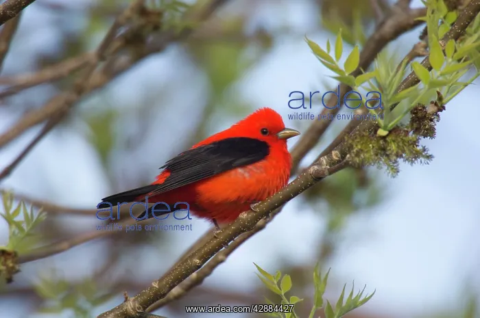 : Scarlet Tanager - Male perched on branch : Scarlet Tanager - Male perched on branch