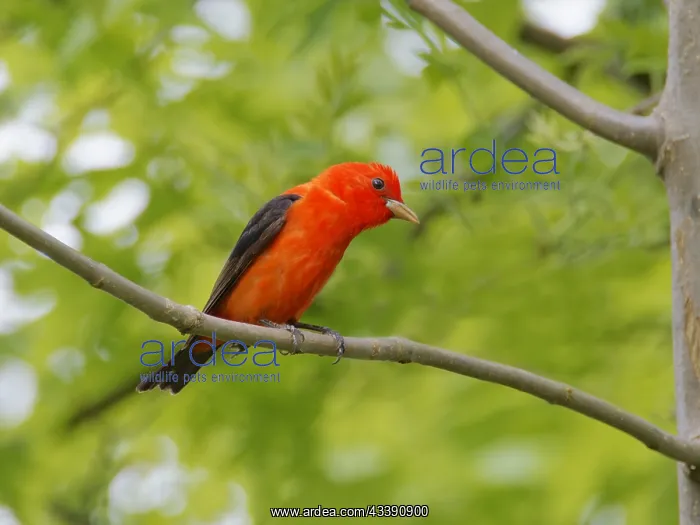 : Scarlet Tanager - male Piranga olivacea Magee Marsh : Scarlet Tanager - male Piranga olivacea Magee Marsh