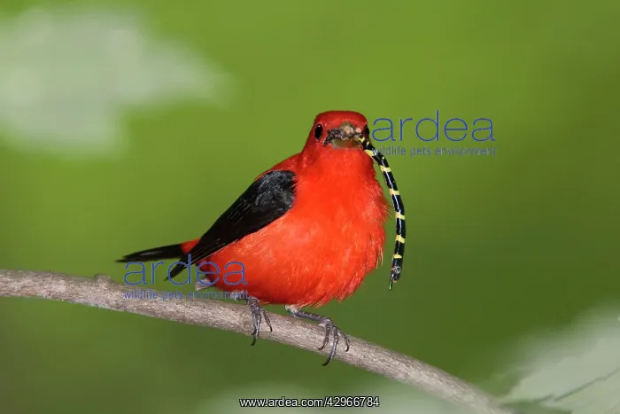 : Scarlet Tanager - male with prey in beak (Tiger : Scarlet Tanager - male with prey in beak (Tiger