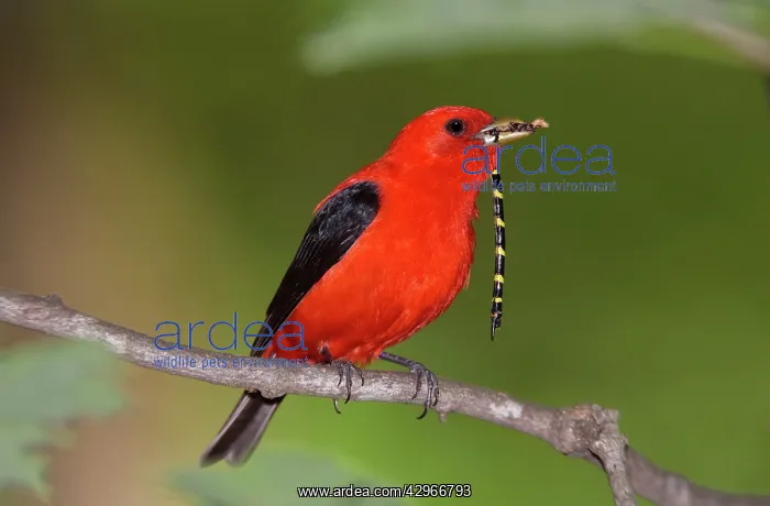 : Scarlet Tanager - male with prey in beak (Tiger : Scarlet Tanager - male with prey in beak (Tiger