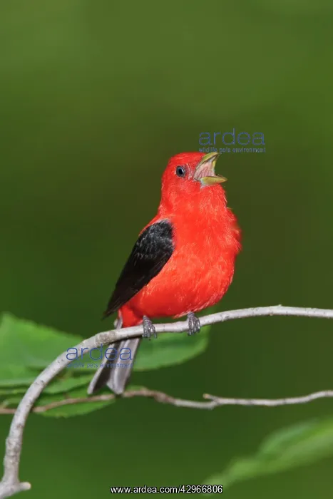  : Scarlet Tanager - male singing
