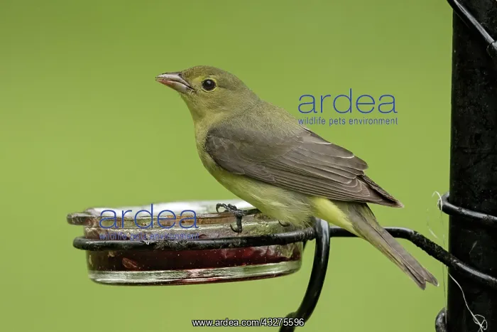 : Scarlet Tanager, Piranga olivacea. At fruit and jelly feeder : Scarlet Tanager, Piranga olivacea. At fruit and jelly feeder