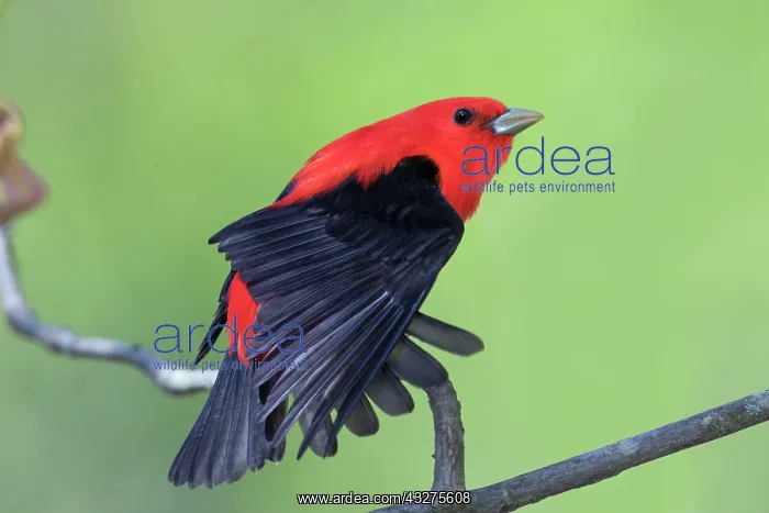 : Scarlet Tanager, Piranga olivacea. Adult male in spring in C : Scarlet Tanager, Piranga olivacea. Adult male in spring in C