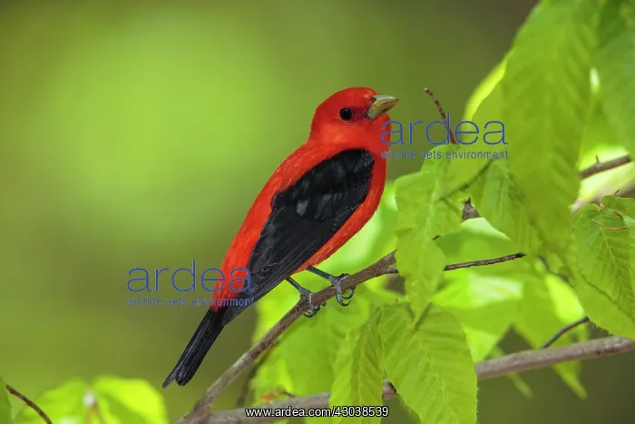 : Scarlet Tanager Piranga olivacea Adult male in mixed f : Scarlet Tanager Piranga olivacea Adult male in mixed f