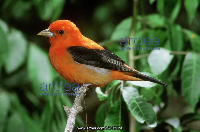 : Scarlet Tanager (Piranga olivacea) male : Scarlet Tanager (Piranga olivacea) male