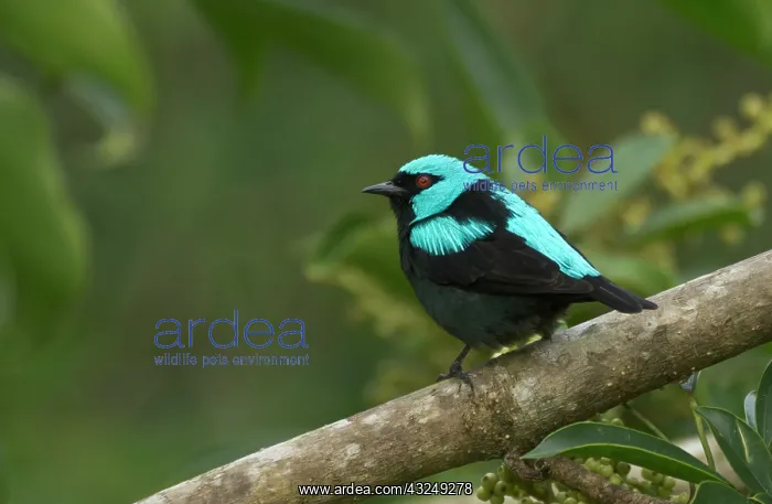 : A scarlet-thighed Dacnis, Cacnis venusta : A scarlet-thighed Dacnis, Cacnis venusta