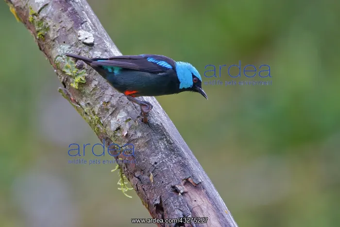 : Scarlet Thighed Dacnis Dacnis venusta Alajuela, Costa Rica B : Scarlet Thighed Dacnis Dacnis venusta Alajuela, Costa Rica B
