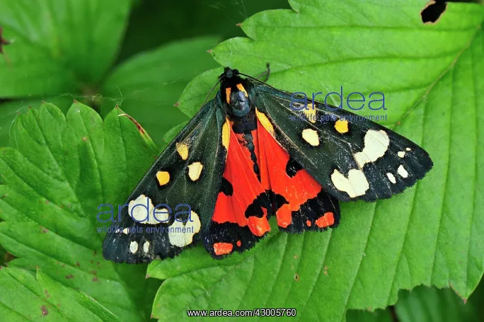 : Scarlet Tiger Moth : Scarlet Tiger Moth