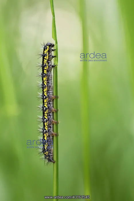 : Scarlet Tiger moth caterpillar on stem in spring : Scarlet Tiger moth caterpillar on stem in spring