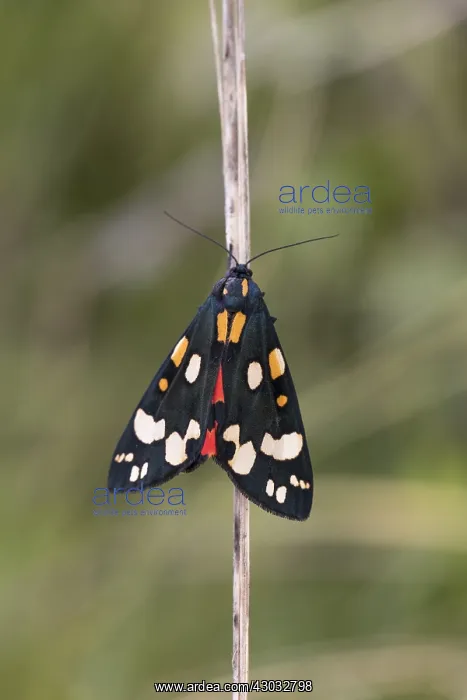  : Scarlet Tiger Moth - Cornwall - UK