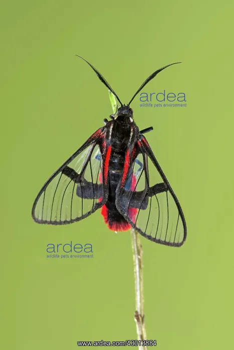 : Scarlet-tipped Wasp Mimic Moth (Dinia eagrus) : Scarlet-tipped Wasp Mimic Moth (Dinia eagrus)