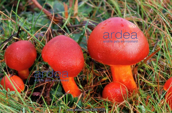 : Scarlet Wax-Cap FUNGI : Scarlet Wax-Cap FUNGI