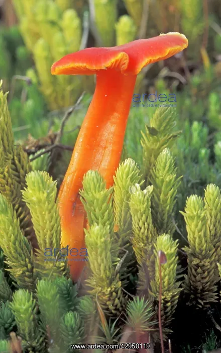 : Scarlet Waxcap - First stage of growth : Scarlet Waxcap - First stage of growth
