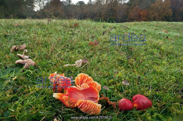 : Scarlet Waxcaps - in old grazed grassland : Scarlet Waxcaps - in old grazed grassland