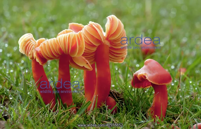 : Scarlet Waxcaps - in old grazed grassland : Scarlet Waxcaps - in old grazed grassland