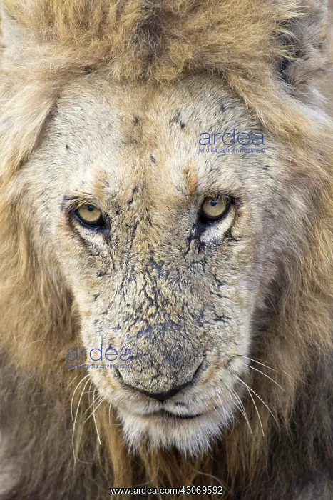 : Lion. Scarred portrait of a male Lion (Panthera leo) : Lion. Scarred portrait of a male Lion (Panthera leo)